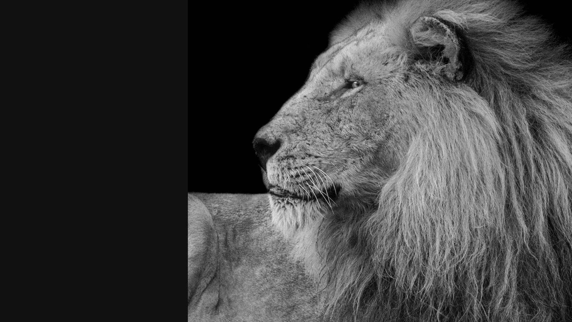 Foto van een leeuw als sfeerbeeld om het onderdeel scherp webdesign in te leiden